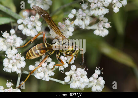 Northern Paper Wasp, Feldwespe fuscatus, männliche Nahrungssuche auf jährliche Buchweizen, Eriogonum annuum Stockfoto