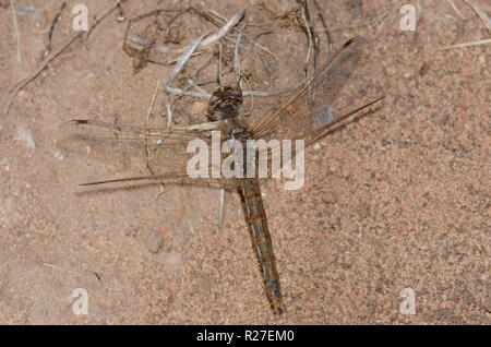 Bunte Meadowhawk, Aeshna corruptum, Weiblich Stockfoto