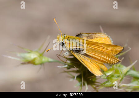 Orange Skipperling, Oarisma aurantiaca Stockfoto