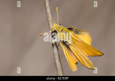 Orange Skipperling, Oarisma aurantiaca Stockfoto