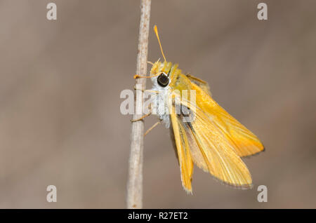 Orange Skipperling, Oarisma aurantiaca Stockfoto