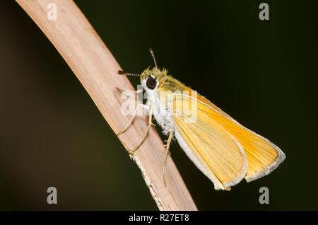 Orange Skipperling, Oarisma aurantiaca Stockfoto