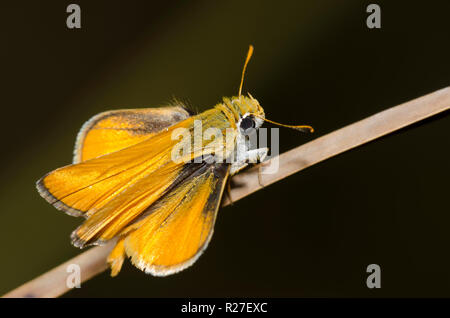 Orange Skipperling, Oarisma aurantiaca Stockfoto