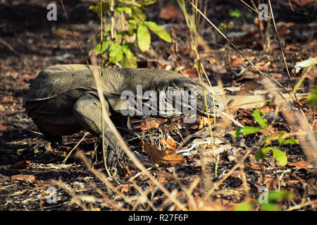 Komodo Dragon auf der Insel Rinca, Komodo National Park Indonesien Stockfoto