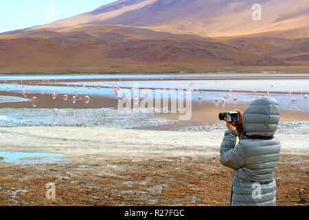 Weibliche Tourist, der Bilder von einer großen Gruppe von rosafarbenen Flamingos an der Laguna Hedionda, der Salzsee in den Anden Altiplano, Potosi, Bolivien Stockfoto