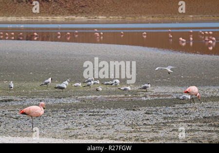 Gruppe der rosa Flamingos und Möwen an der Laguna Hedionda, der Salzsee in den Anden Altiplano, Potosi, Bolivien, Südamerika Stockfoto