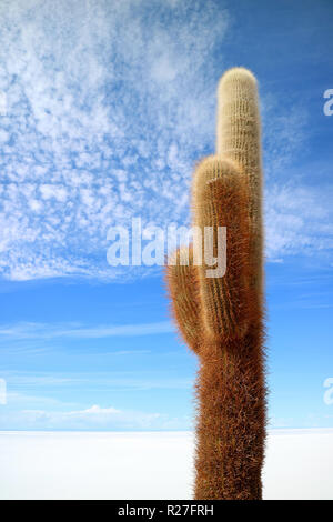 Jahrhunderte alten riesigen Kakteen auf der Isla Incahuasi, einem Felsvorsprung mitten in Uyuni Salzebenen in Bolivien, Südamerika Stockfoto