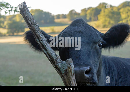 Dieses Black Angus Rind scheint zu sein versucht, hinter einem alten kleinen Zaun Pfosten auf der Weide zu verstecken. Ein Bokeh Hintergrund erfasst wurde. Stockfoto