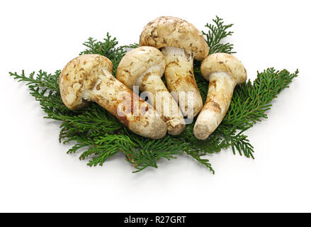 Matsutake Pilz auf weißem Hintergrund Stockfoto