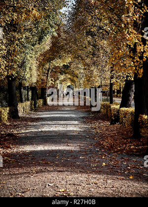 Geschossen von einer Straße voll mit roten Blätter im Park im Herbst Stockfoto