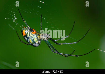 Orchard Orbweaver, Leucauge venusta Stockfoto