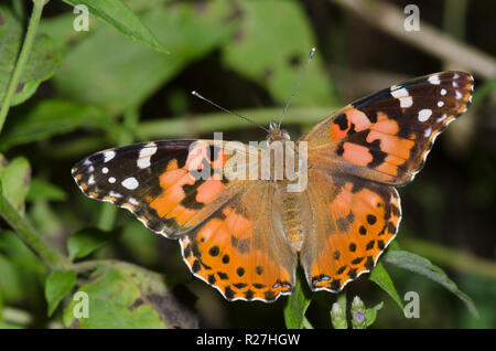 Painted Lady, Vanessa cardui, auf Nebel Blume, Conoclinium sp. Stockfoto
