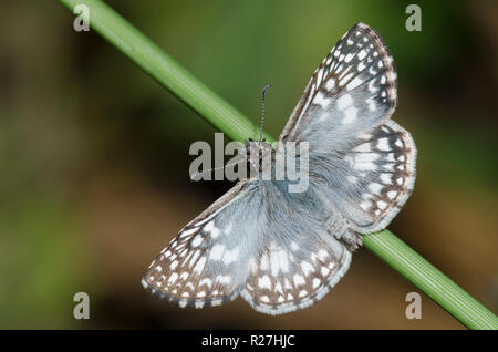 Tropical Checkered-Skipper, Burnsius oileus, männlich Stockfoto