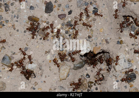 Red Harvester Ameisen, Pogonomyrmex barbatus Stockfoto