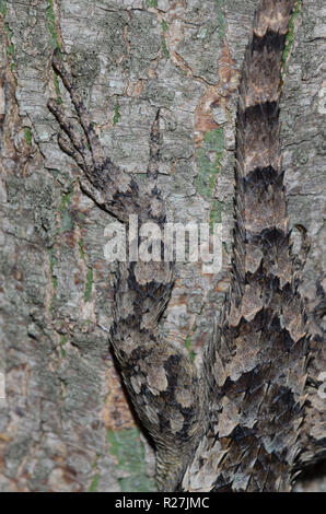 Texas stachelige Echse, Sceloporus olivaceus, close-up der Fuß Stockfoto