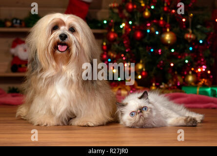 Fröhliche Bichon Havaneser hunde- und Colourpoint Kätzchen vor einem Weihnachtsbaum Stockfoto