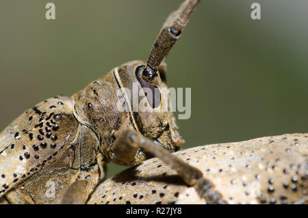 Huisache Girdlers, Oncideres pustulata, Paarung, close-up der männlichen Stockfoto