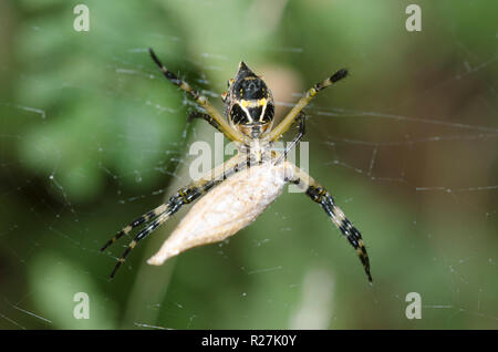 Silber Argiope, Argiope argentata, mit Beute Stockfoto