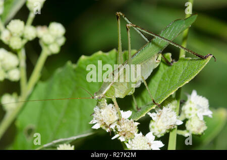 Gabelschwanz-Bush Katydid, Scudderia furcata, Männchen auf mexikanischem geflügelten Kronenbart, Verbesina microptera Stockfoto