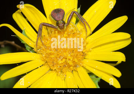 Crab Spider, Mecaphesa sp., Kampfer Daisy, Rayjacksonia phyllocephala Stockfoto