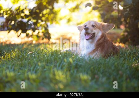 Schöne corgi flauschige Nahaufnahme Portrait an der Outdoor. Herbst Stockfoto