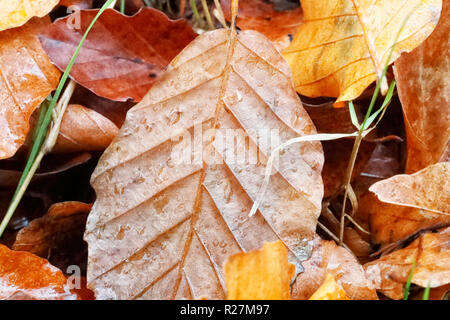 Laub auf dem Boden in einer kalten, nassen Herbst morgen Stockfoto