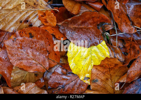 Laub auf dem Boden in einer kalten, nassen Herbst morgen Stockfoto