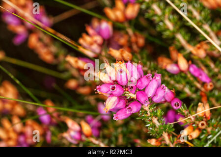 Gemeinsame Heidekraut oder Ling, Calluna vulgaris Blüte auf moorlandschaften über Keithley West Yorkshire Stockfoto