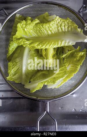 Reinigen Sie Salatblätter in einem Sieb für Spüle Top Stockfoto