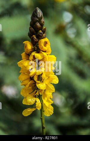 Popcorn Cassia Senna didymobotrya Nahaufnahme Blumenportrait, Alicante Spanien Stockfoto