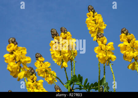 Popcorn Cassia Senna didymobotrya, Alicante Spanien Stockfoto