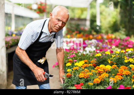 Älterer Mann seine Lieblingsbeschäftigung der Gartenarbeit genießen, Kontrolle und Organisation der Blumen im Gewächshaus Stockfoto