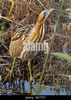 Rohrdommel Botaurus stellaris Fütterung Minsmere RSPB Reservat Suffolk November Stockfoto