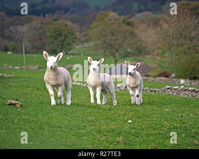 Bewölkten Tag in Cumbria. Drei Frühling Lämmer stehen in einer Linie fröhlich Suchen trotz der Rückkehr zu Winter Stockfoto