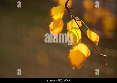 Herbst birke Blätter in der Nähe auf einem sonnigen Tag, makroaufnahme Stockfoto