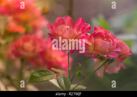 Rosa Rosen Bush mit magischen Licht im Sommergarten. Stockfoto