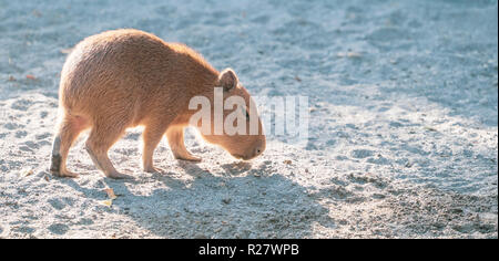 Cute Capybara (größte Maus) Essen und verschlafenen Rest im Zoo, Tainan, Taiwan, aus nächster Nähe erschossen Stockfoto