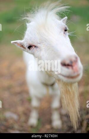 Weiße Ziege steht in der Natur im Sommer, Maulkorb close-up. Stockfoto