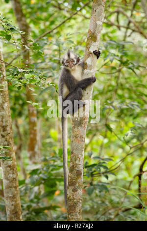 North Sumatra Blatt Monkey - jugendsportlern thomasi, endemische Affe aus Nord Sumatra Wälder, Indonesien. Stockfoto