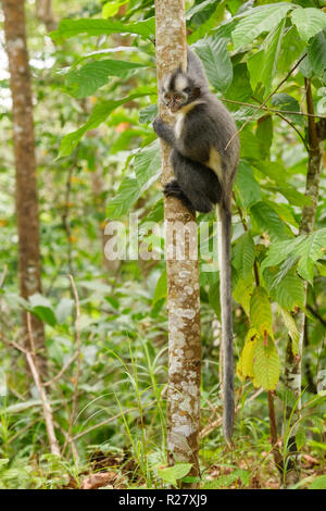 North Sumatra Blatt Monkey - jugendsportlern thomasi, endemische Affe aus Nord Sumatra Wälder, Indonesien. Stockfoto