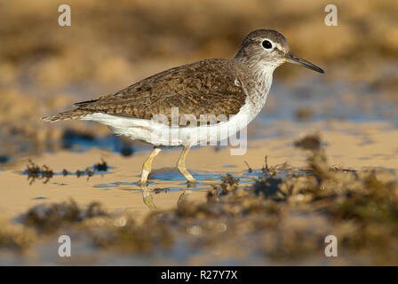 Flussuferläufer Actitis hypoleucos - auf der Suche nach Nahrung im Wasser und Schlamm Stockfoto