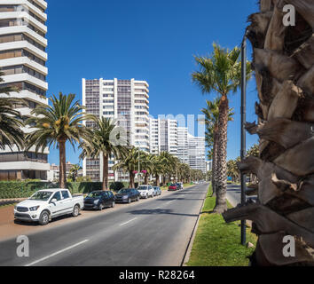 Palmen in San Martin Avenue - Vina del Mar, Chile Stockfoto