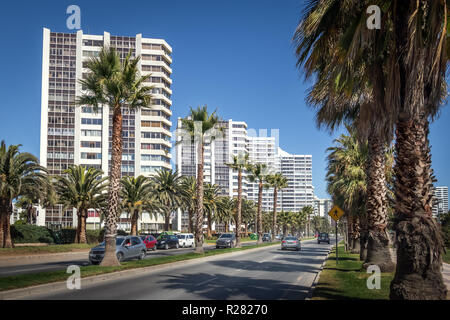 Palmen in San Martin Avenue - Vina del Mar, Chile Stockfoto