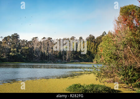 Sausalito Lagoon Park - Vina del Mar, Chile Stockfoto