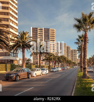 Palmen in San Martin Avenue bei Sonnenuntergang - Vina del Mar, Chile Stockfoto