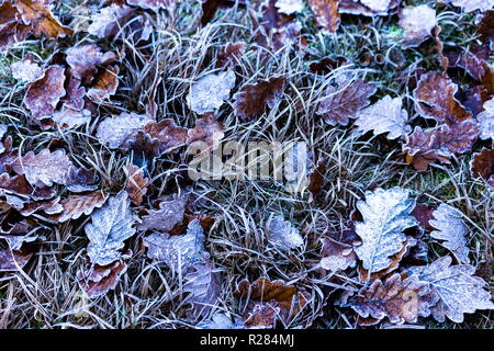 Nahaufnahme von Eis Textur auf Blätter mit Platz für Kopie Stockfoto