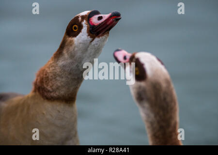 Madrid, Spanien. 17. Nov, 2018. Nilgänse quakend in Valdebernardo Park während einer Herbst Tag in Madrid, Spanien. Credit: Marcos del Mazo/Alamy leben Nachrichten Stockfoto