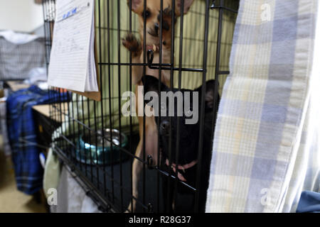 Chico, Kalifornien, USA. 17. Nov, 2018. Chico, Kalifornien, USA - Wenn immer möglich Tierheim Arbeitnehmer Tiere aus der gleichen Familie halten zusammen in der gleichen Kennel Kiste. Dies hilft, die Tiere beruhigen. Credit: Neal Gewässer/ZUMA Draht/Alamy leben Nachrichten Stockfoto