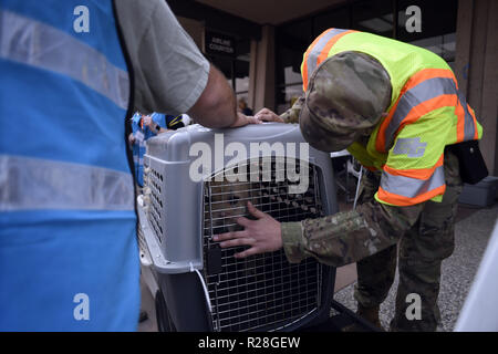 Chico, Kalifornien, USA. 17. Nov, 2018. Chico, Kalifornien, USA - US National Guard PFC-christlichen Reike Haustiere einen nervösen Hund bevor Sie auf ein Transportmittel verladen sind. Credit: Neal Gewässer/ZUMA Draht/Alamy leben Nachrichten Stockfoto