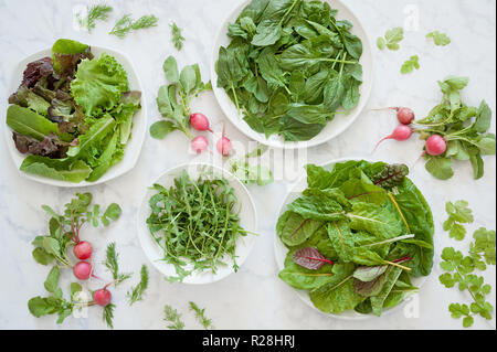 Frischer gemischter Salat, Spinat, Mangold und Rucola mit Radieschen, Koriander und Dill. Stockfoto